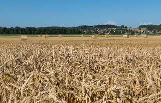 Prix indicatifs « après-récolte » fixés pour les céréales panifiables 