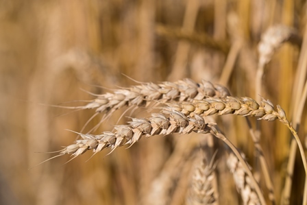 Getreideernte 2017 erreicht Top-Niveau